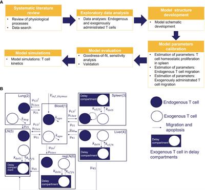 Mathematical modeling of endogenous and exogenously administered T cell recirculation in mouse and its application to pharmacokinetic studies of cell therapies